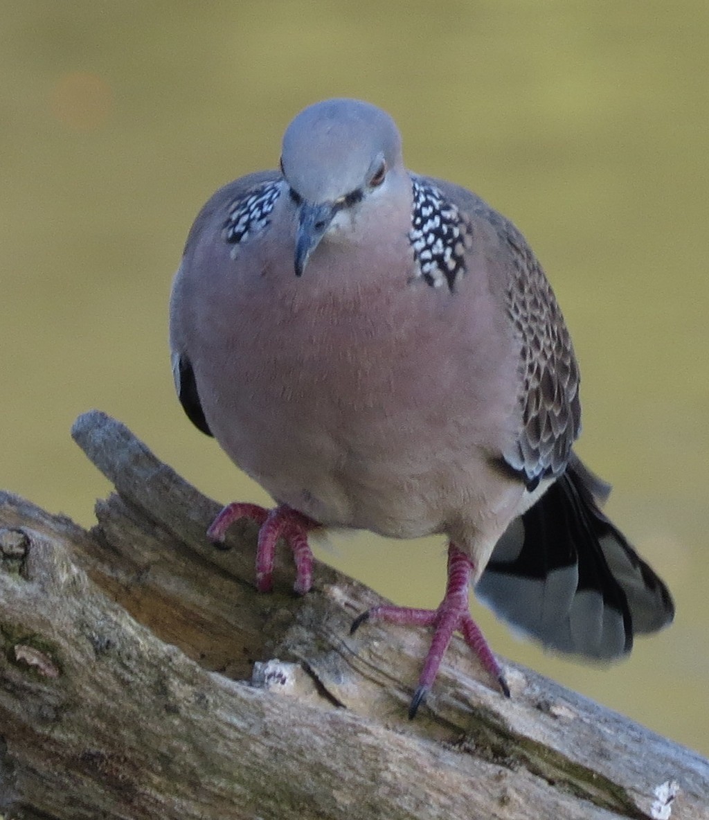 Spotted Dove - ML643220110