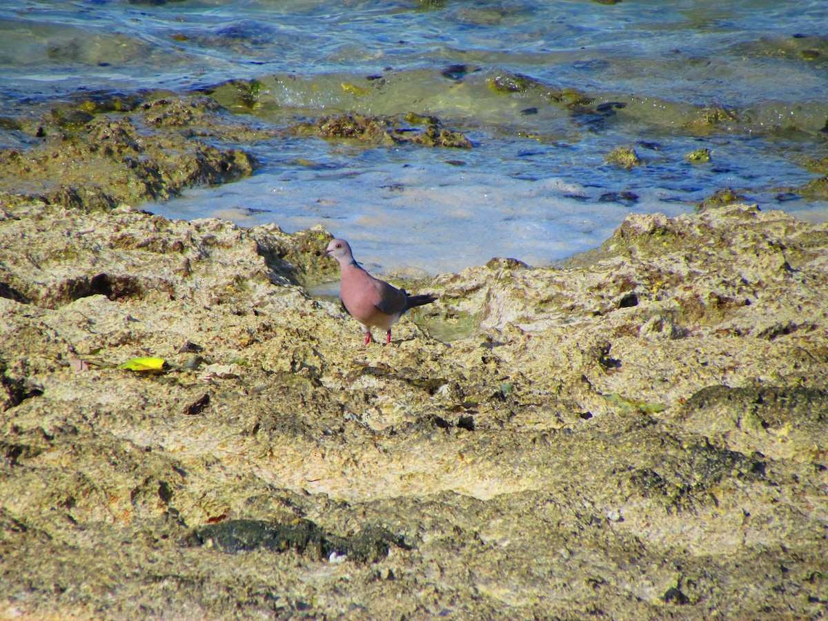 Philippine Collared-Dove - ML643220111