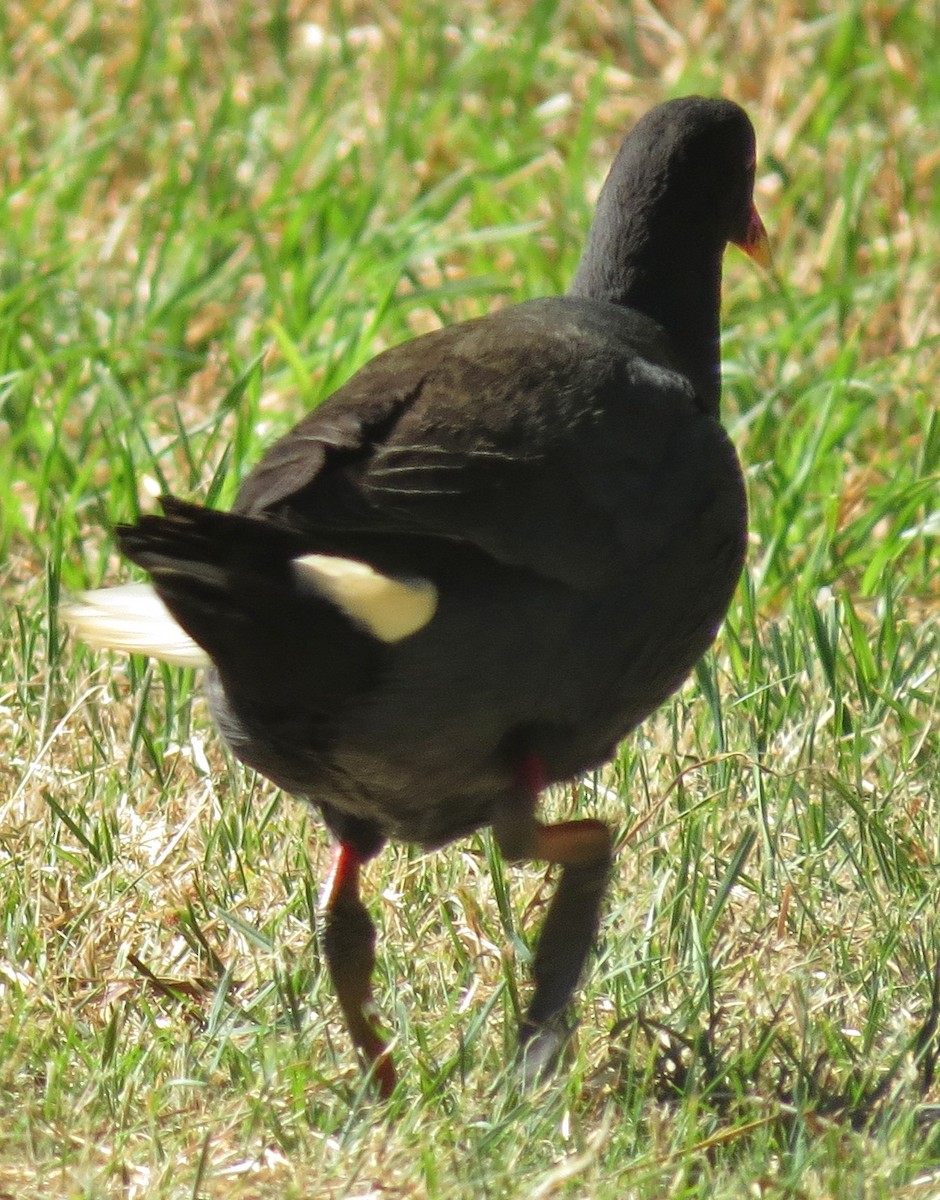 Dusky Moorhen - ML643220112
