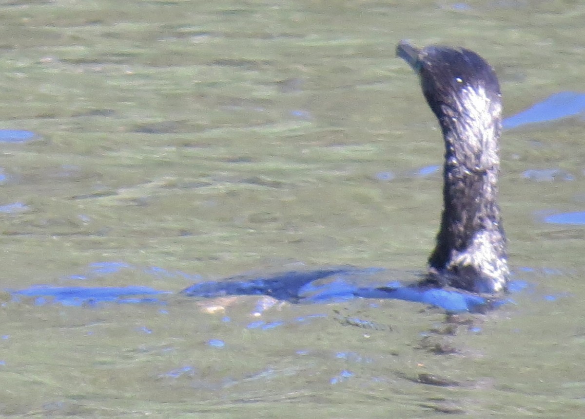 Little Black Cormorant - ML643220119