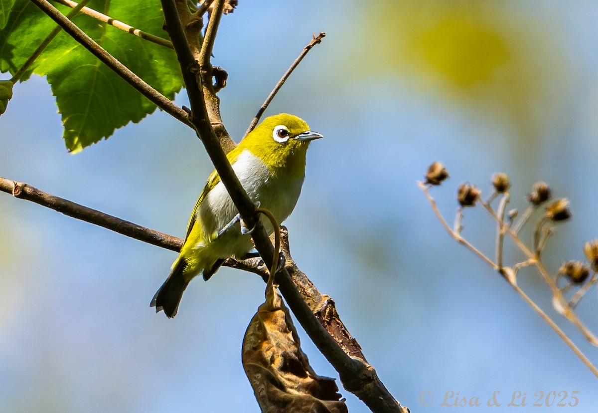 Ashy-bellied White-eye (Ashy-bellied) - ML643220161