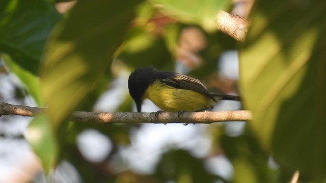 Common Tody-Flycatcher - ML643220169