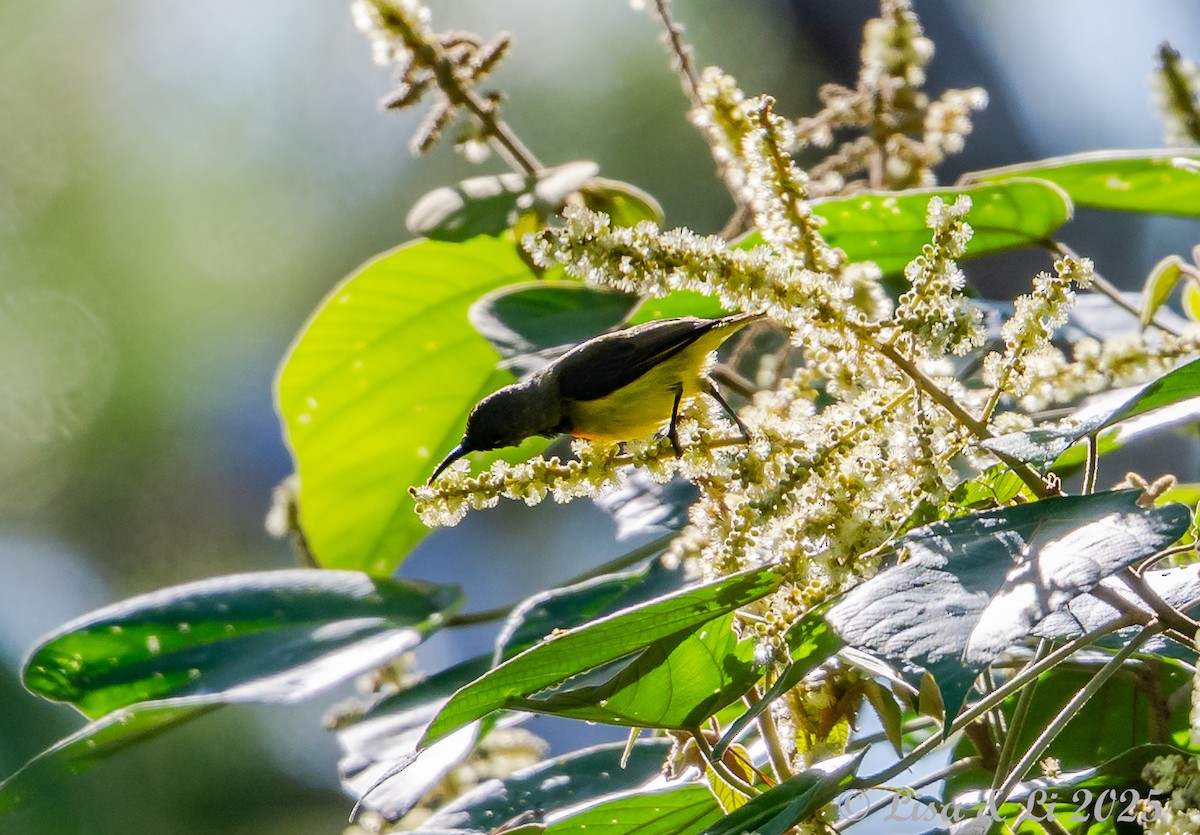 Apricot-breasted Sunbird - ML643220177