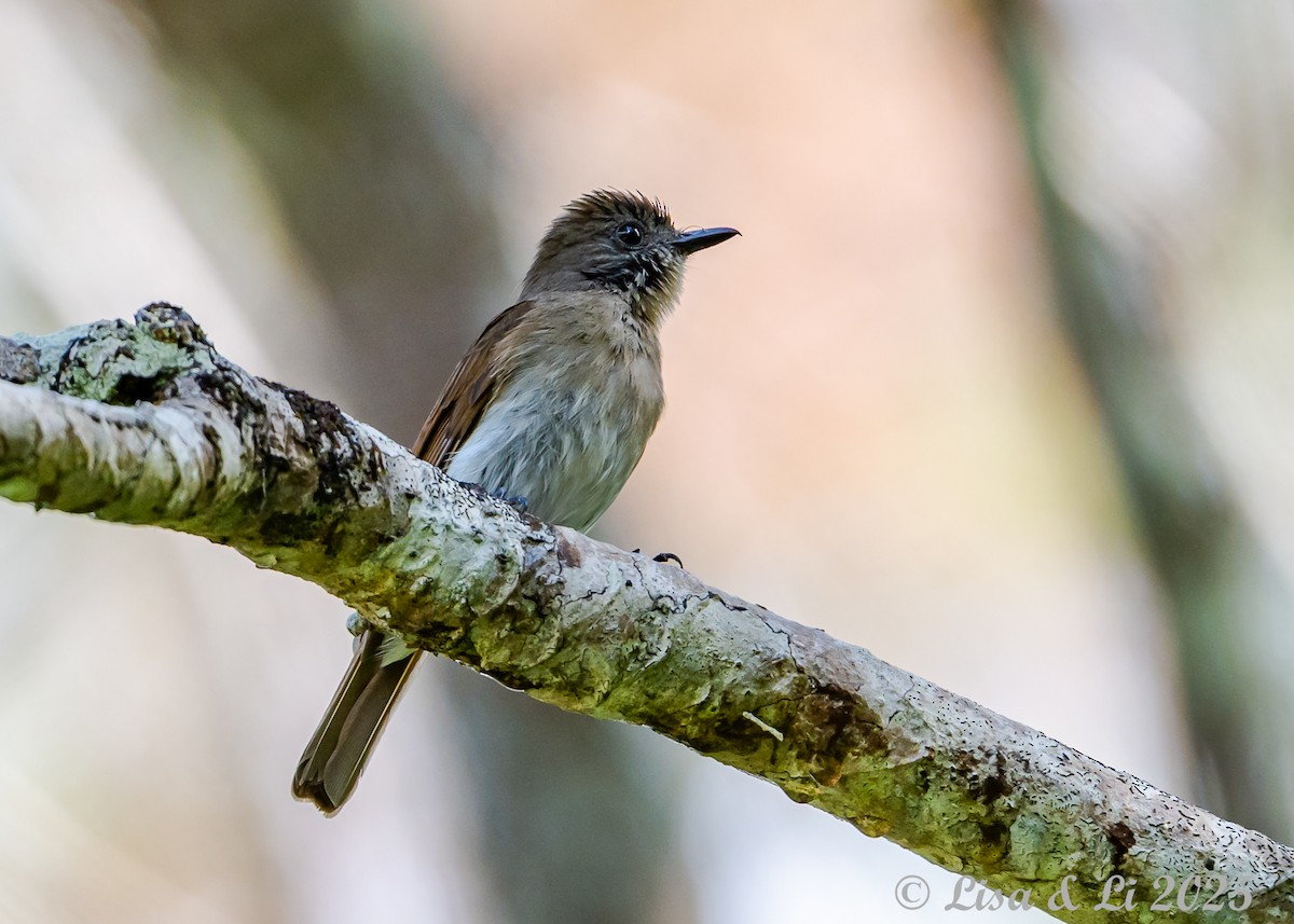 Sumba Jungle Flycatcher - ML643220180