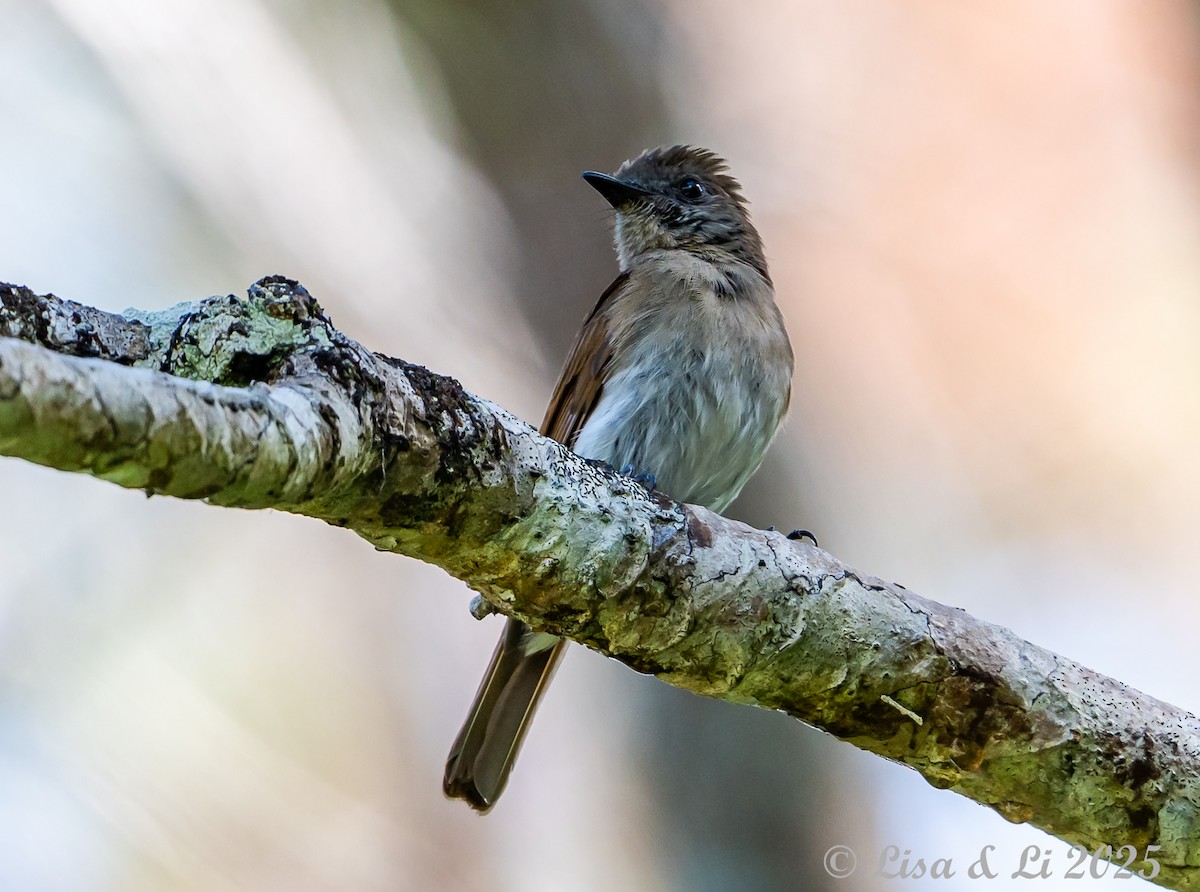 Sumba Jungle Flycatcher - ML643220181