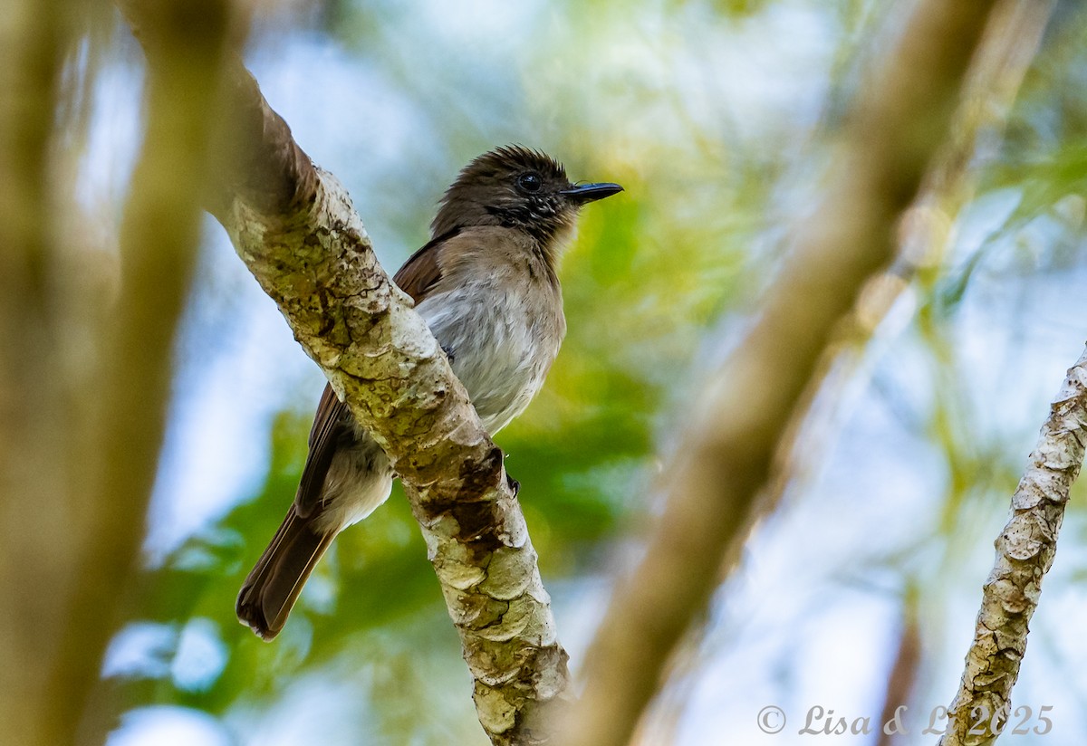 Sumba Jungle Flycatcher - ML643220182