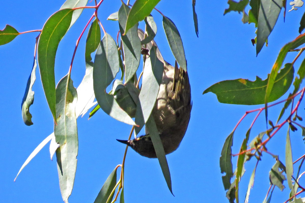 Yellow-faced Honeyeater - ML643220183