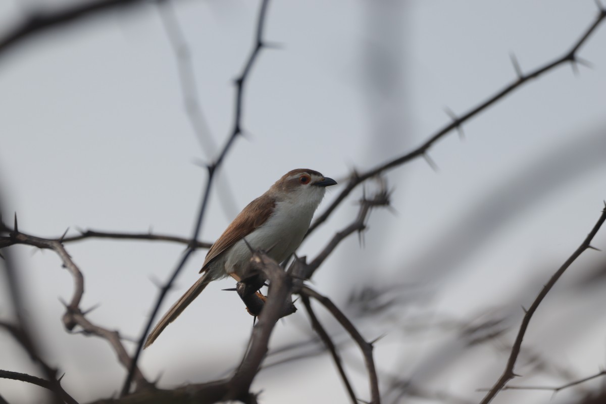 Sarı Gözlü Fulvetta - ML643220188
