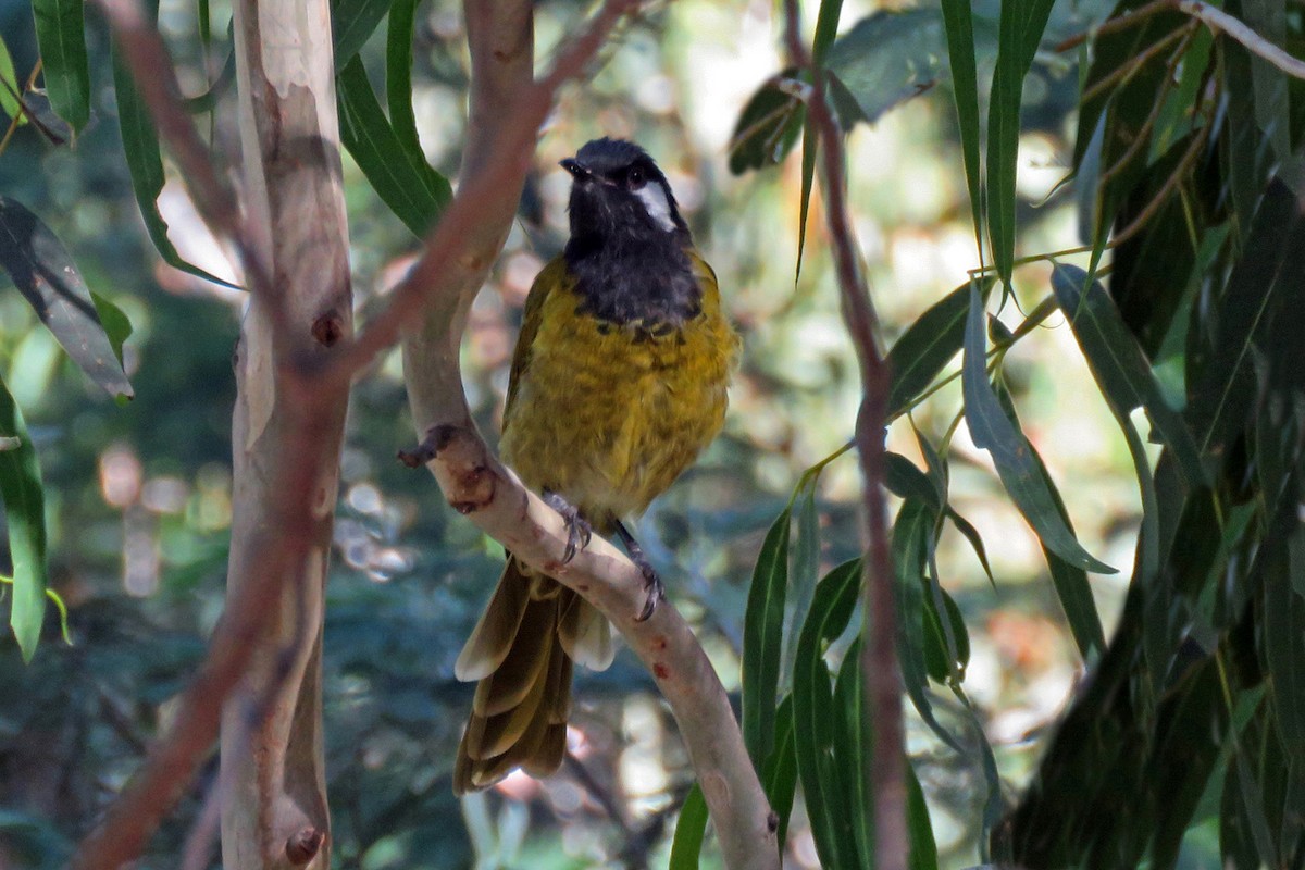 White-eared Honeyeater - ML643220189