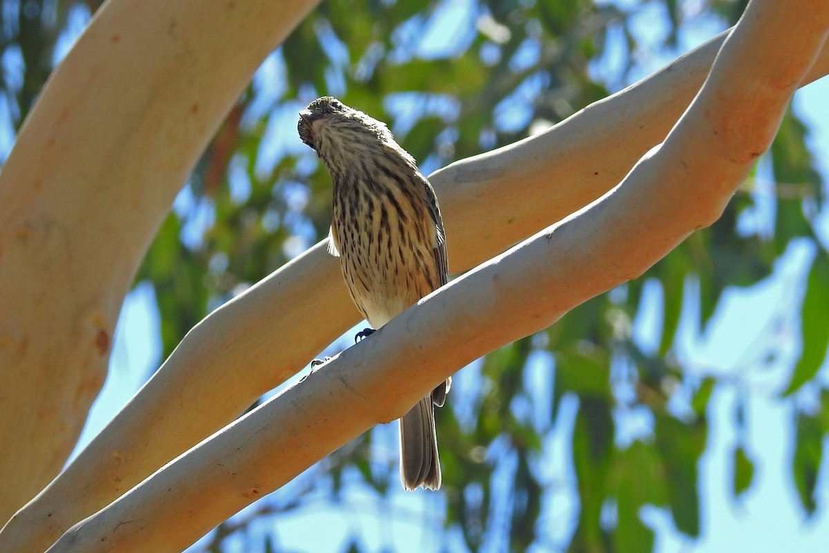 Rufous Whistler - ML643220192