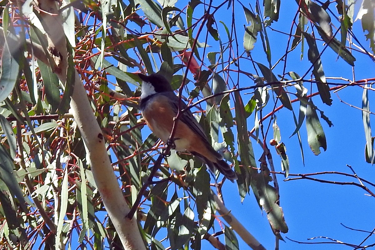 Rufous Whistler - ML643220193