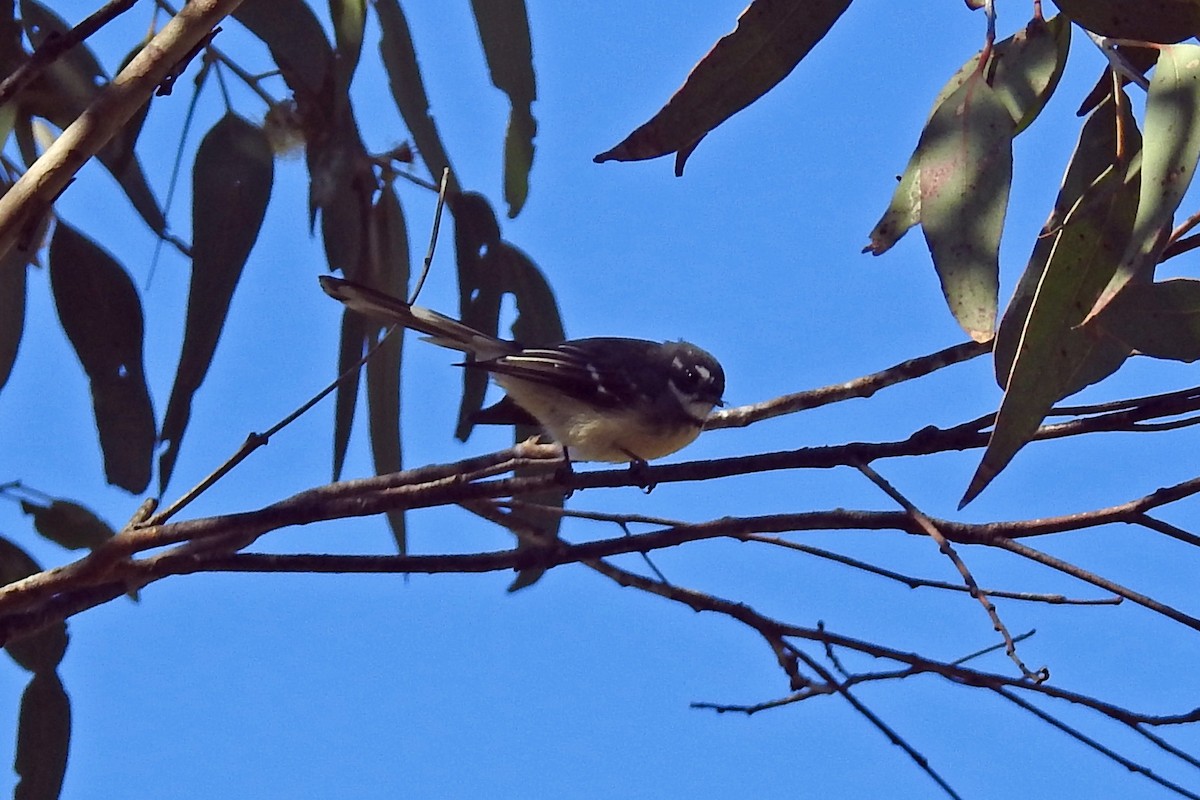 Gray Fantail - ML643220196