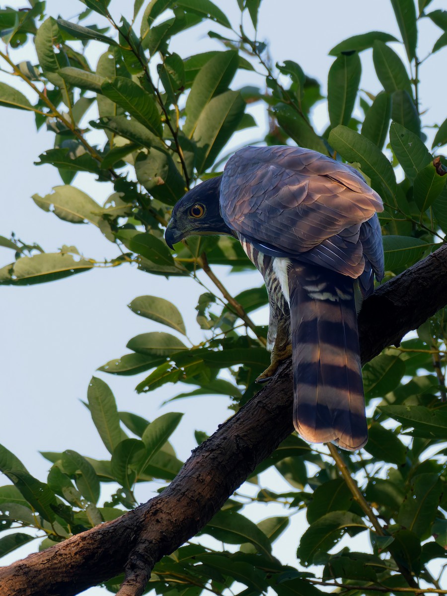 Crested Goshawk - ML643220199