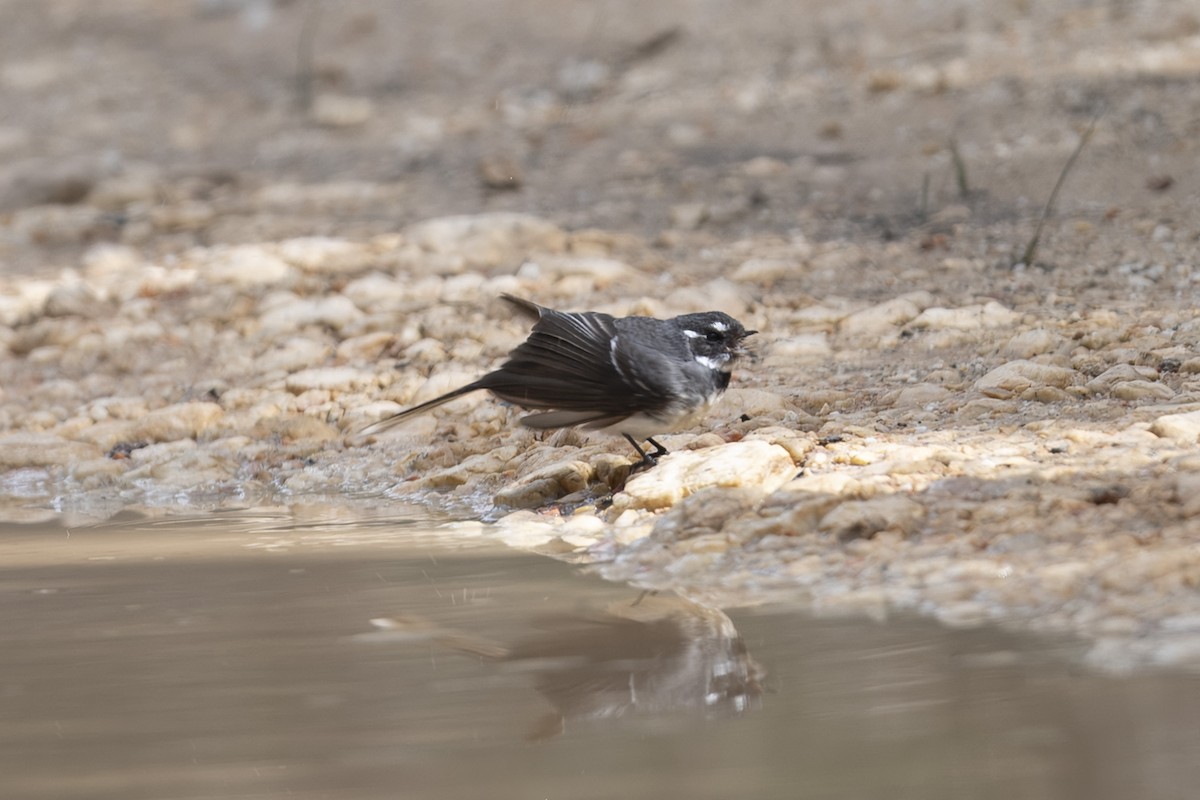 Gray Fantail - ML643220205