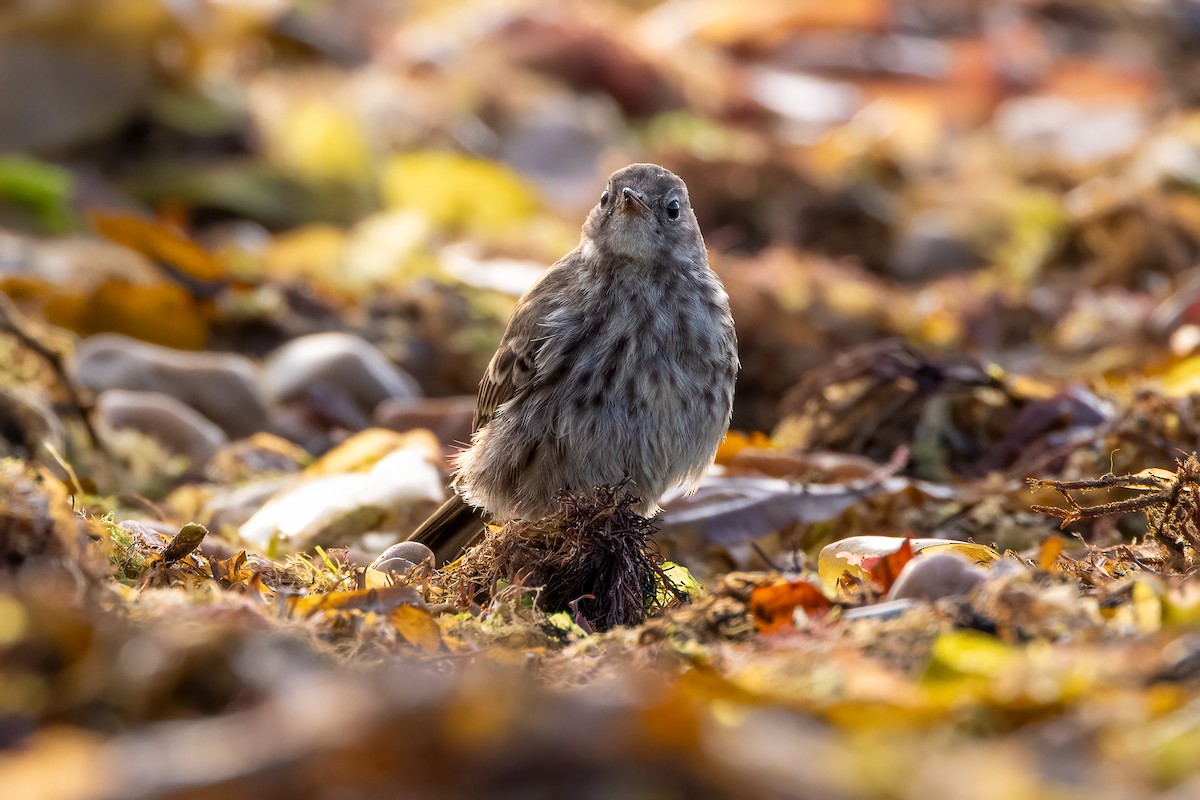 Rock Pipit - ML643220208