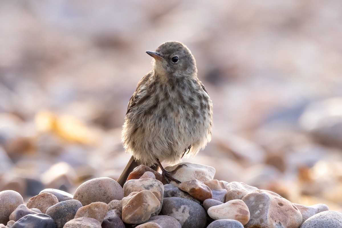 Rock Pipit - ML643220209