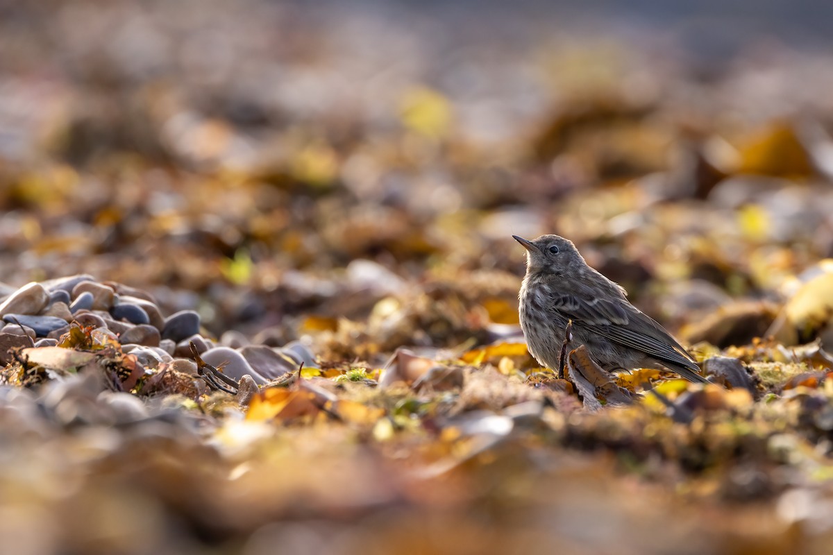 Rock Pipit - ML643220210
