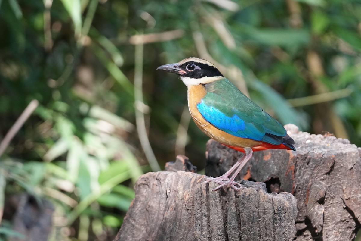 Blue-winged Pitta - ML643220214