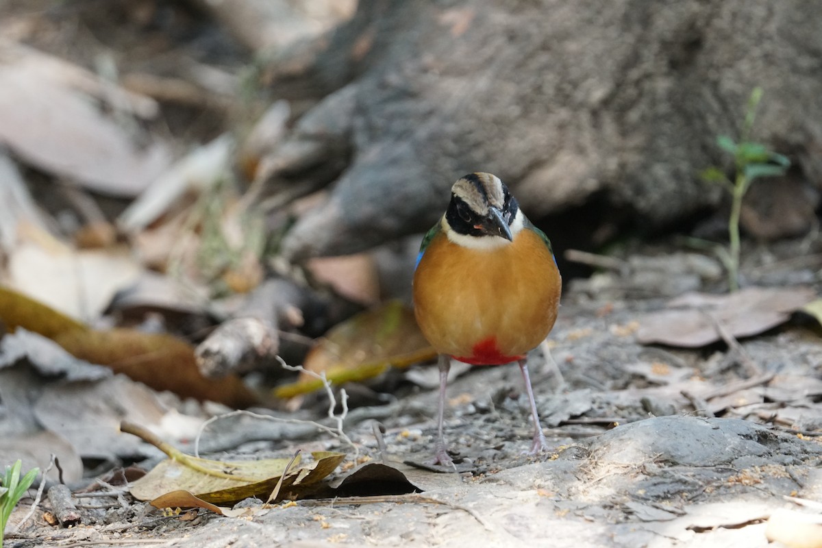 Blue-winged Pitta - ML643220215