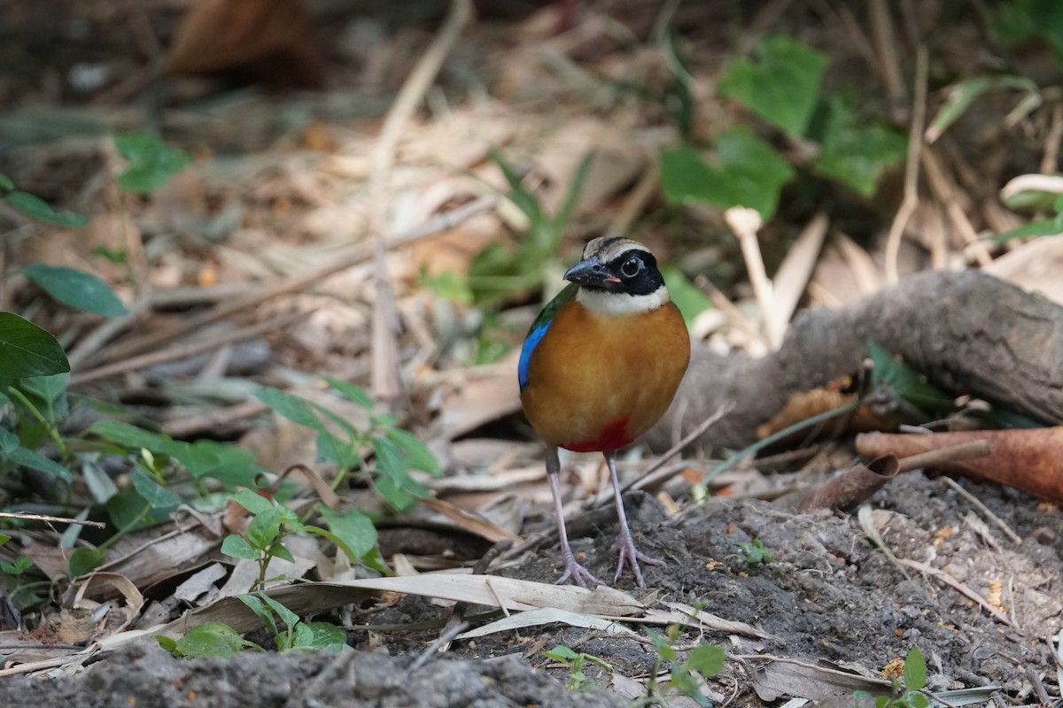 Blue-winged Pitta - ML643220216