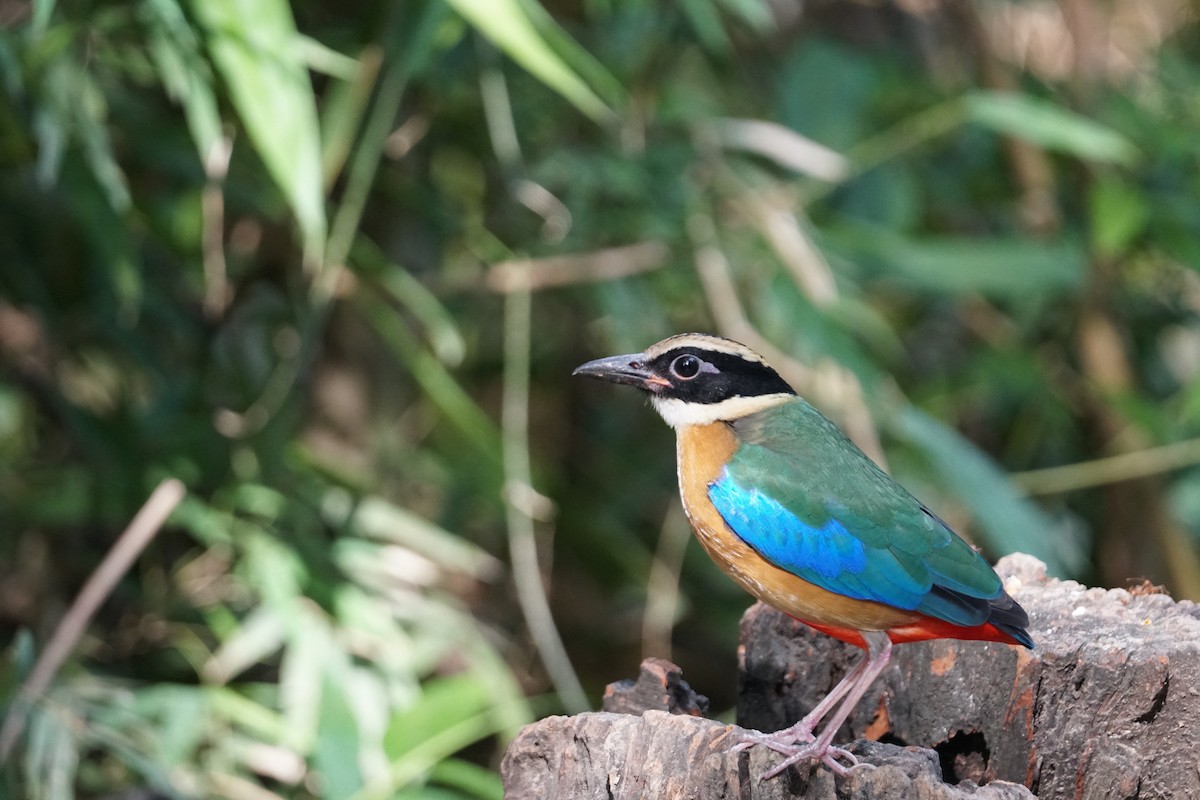 Blue-winged Pitta - ML643220217