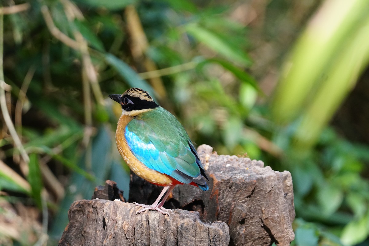 Blue-winged Pitta - ML643220219