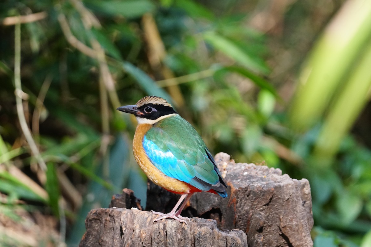 Blue-winged Pitta - ML643220220
