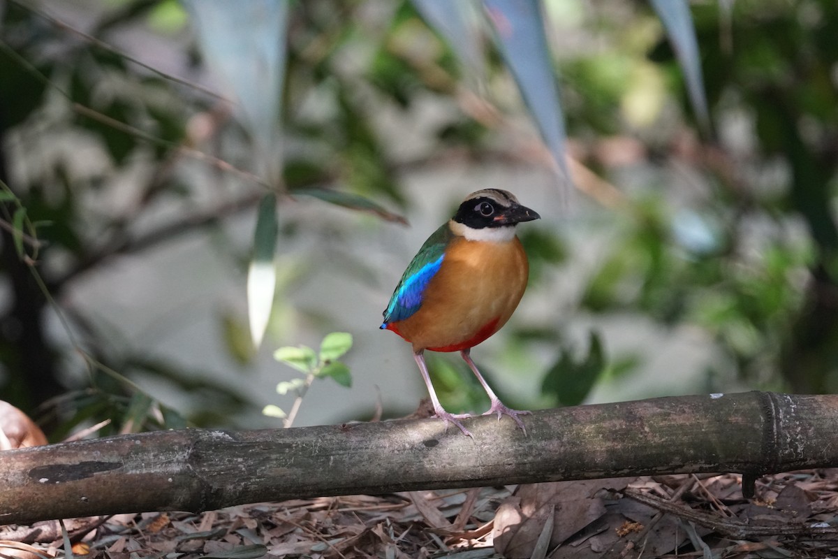 Blue-winged Pitta - ML643220221