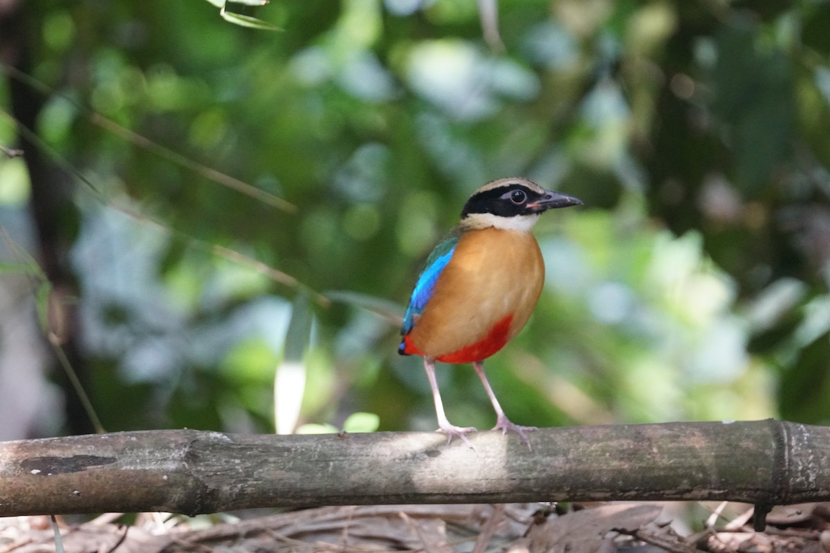 Blue-winged Pitta - ML643220222