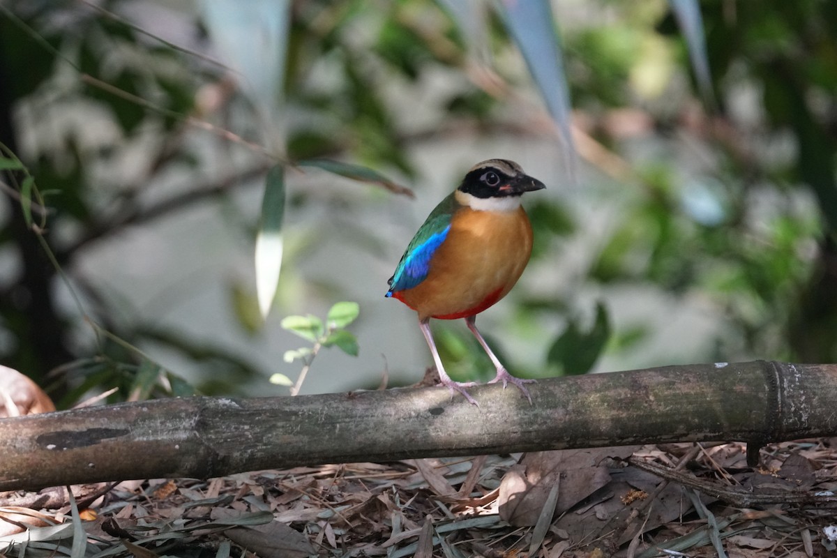 Blue-winged Pitta - ML643220223