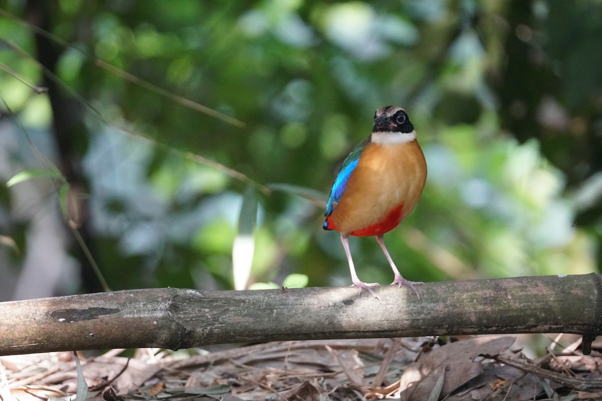 Blue-winged Pitta - ML643220224
