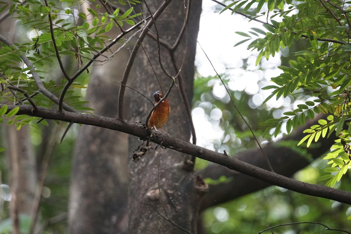 White-throated Rock-Thrush - ML643220225
