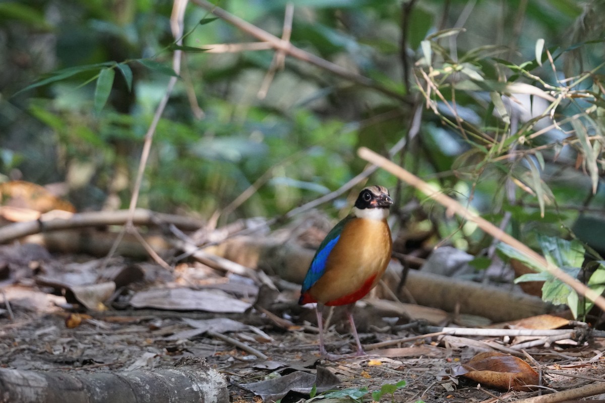 Blue-winged Pitta - ML643220226