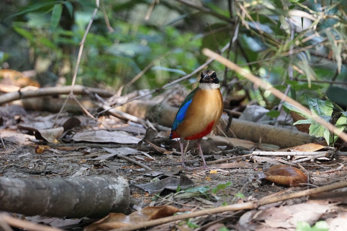 Blue-winged Pitta - ML643220227