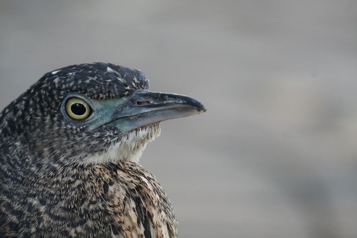 Malayan Night Heron - ML643220235