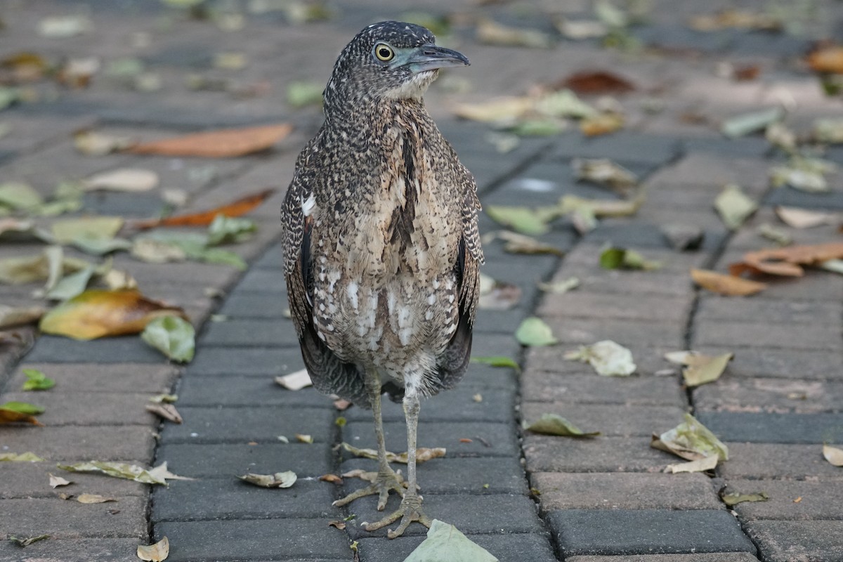 Malayan Night Heron - ML643220236