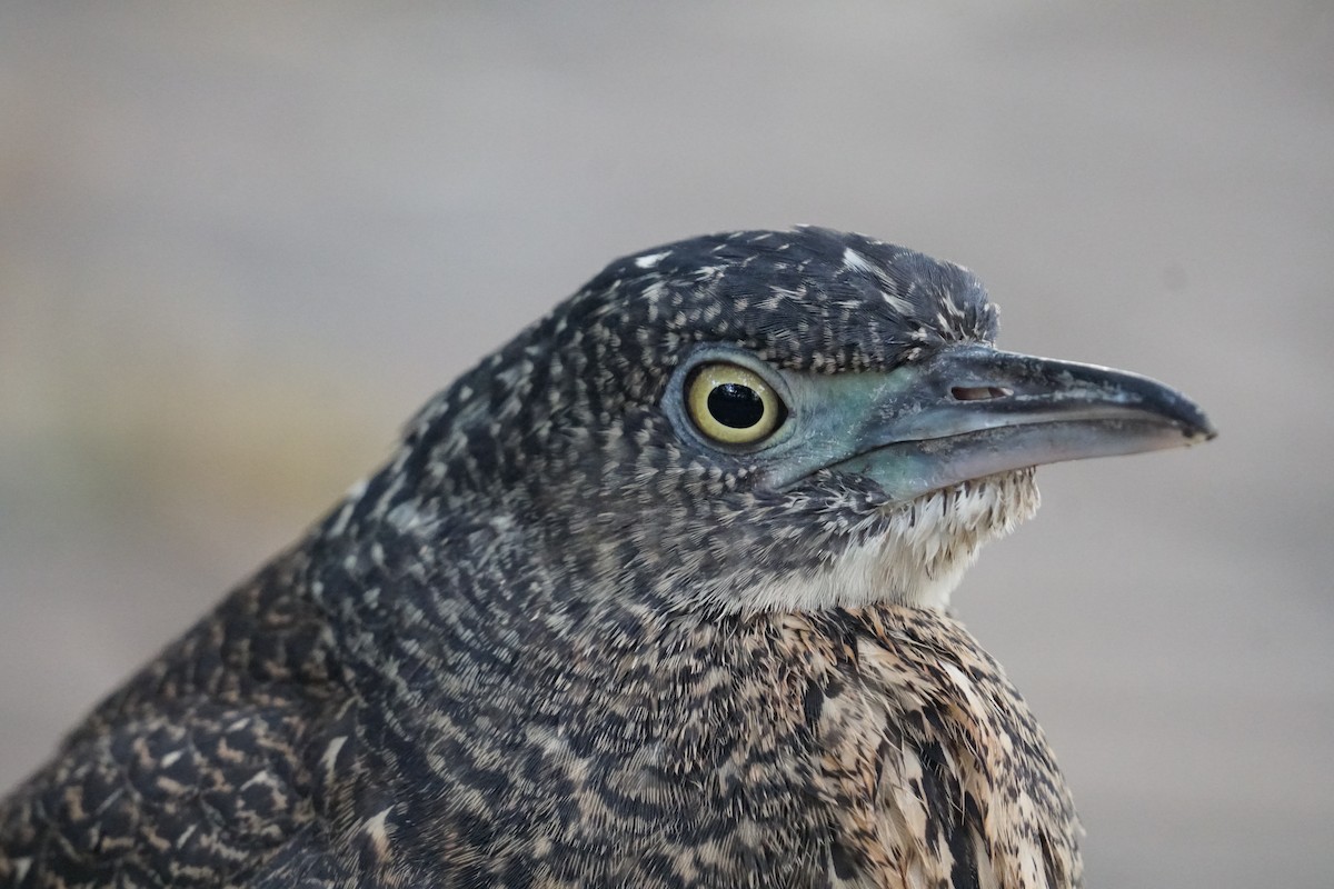 Malayan Night Heron - ML643220237