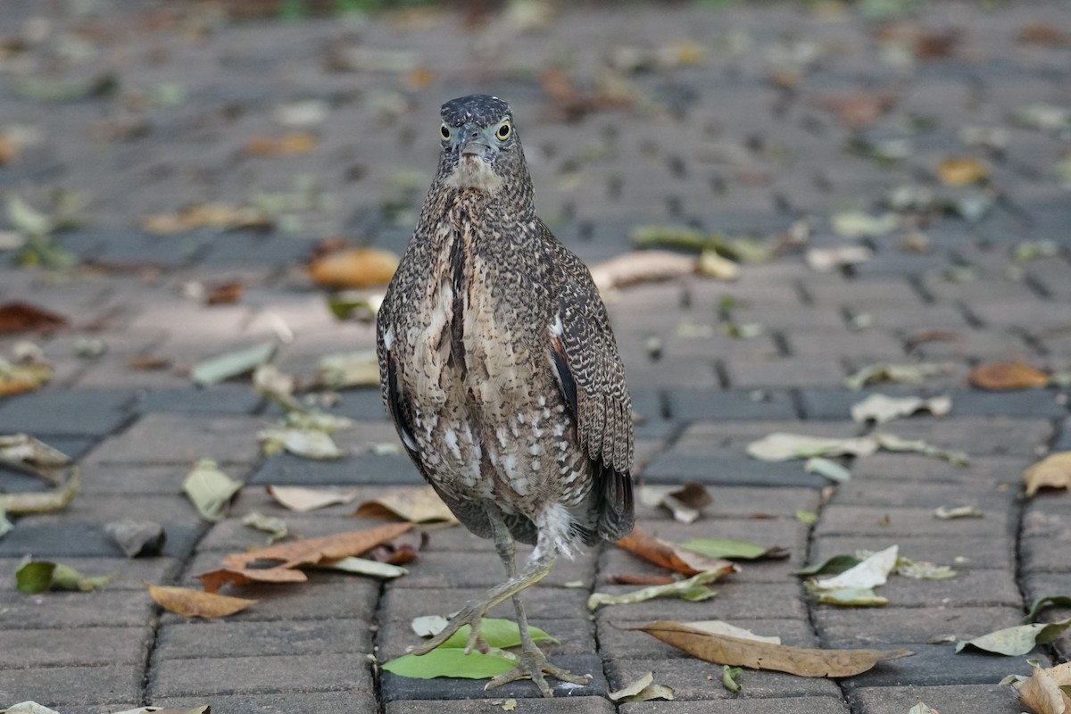 Malayan Night Heron - ML643220239