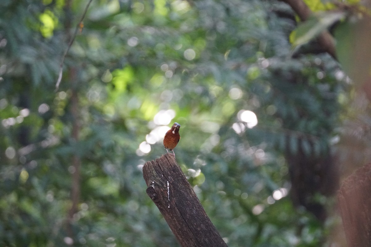 White-throated Rock-Thrush - ML643220240