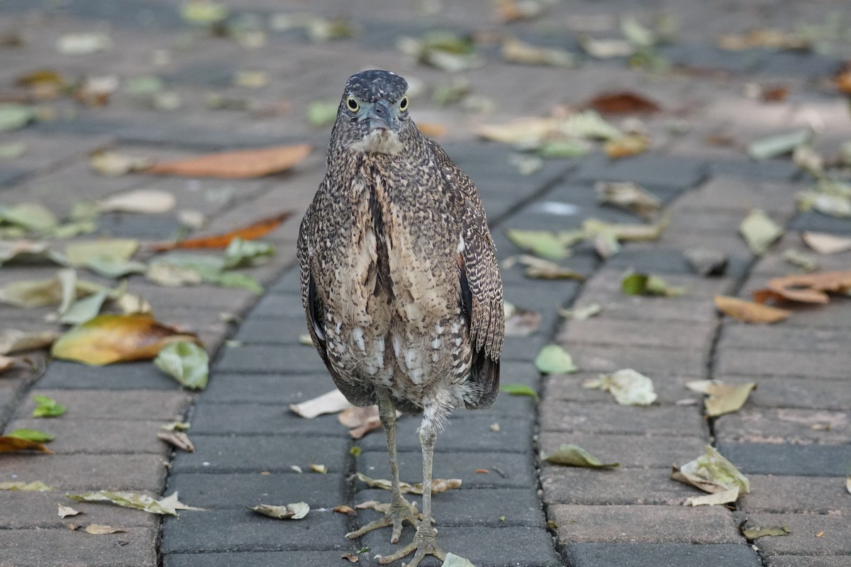 Malayan Night Heron - ML643220241