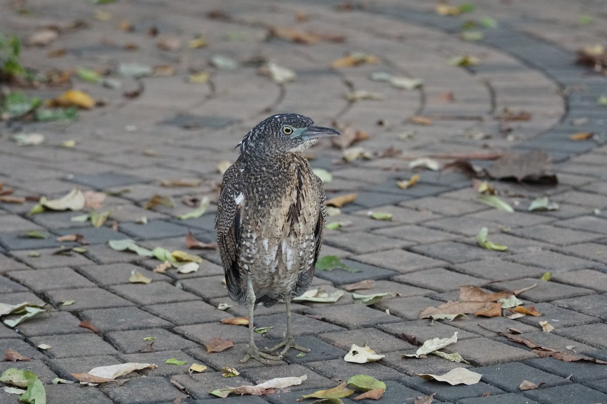 Malayan Night Heron - ML643220242