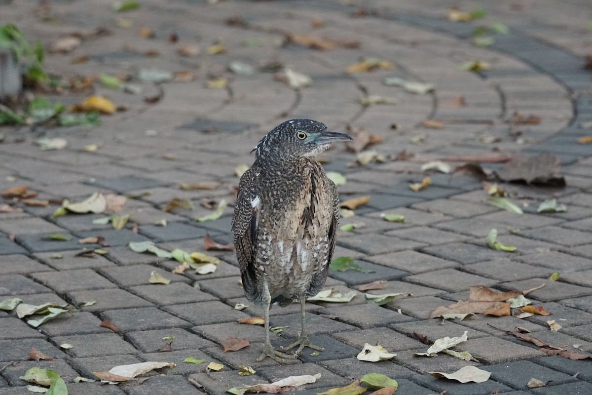 Malayan Night Heron - ML643220243