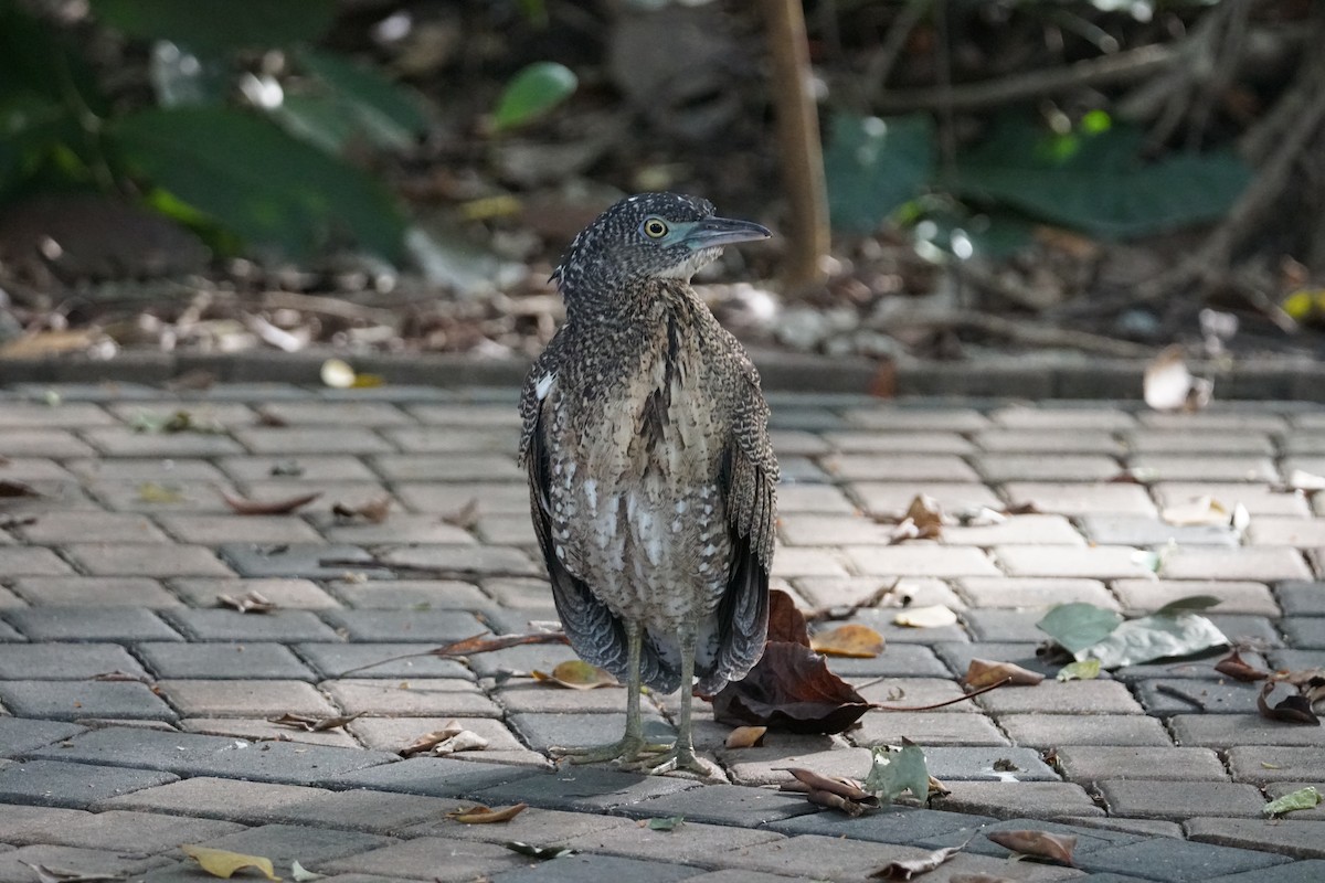 Malayan Night Heron - ML643220244