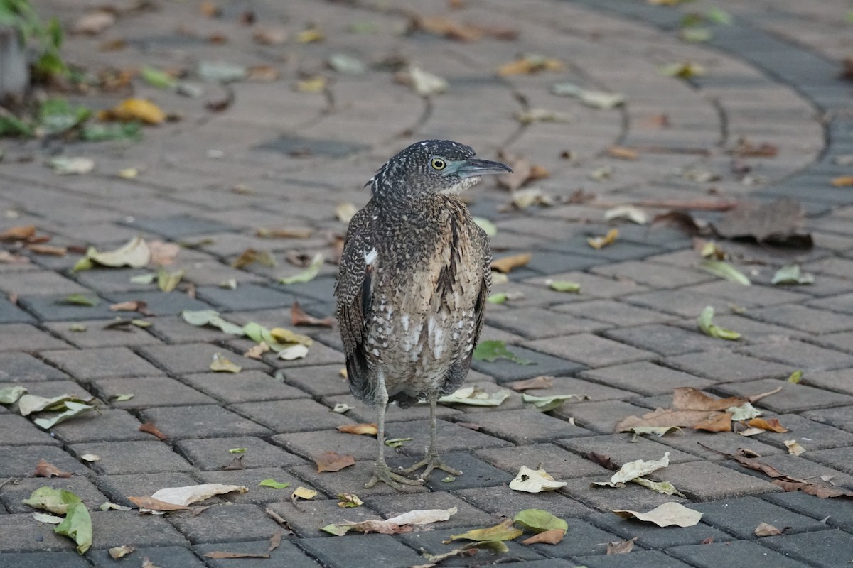 Malayan Night Heron - ML643220245