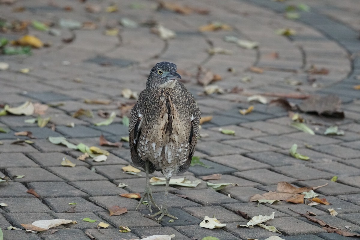 Malayan Night Heron - ML643220246