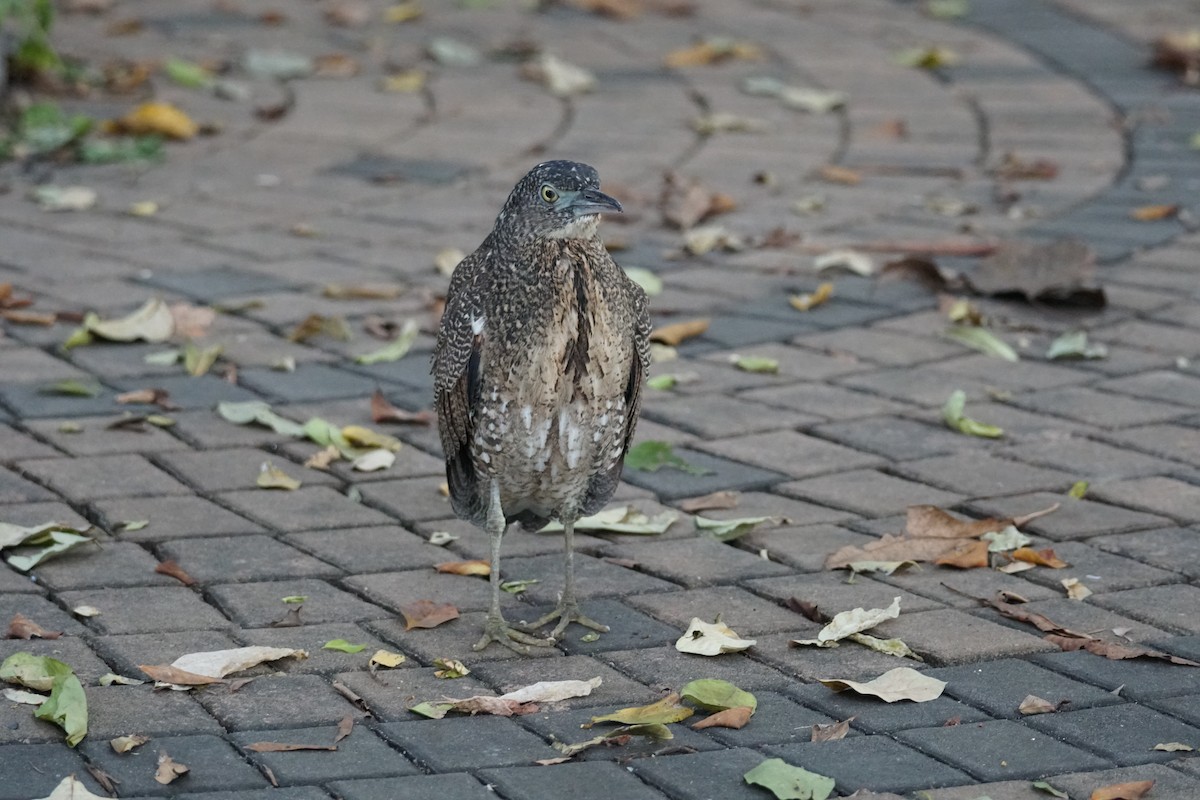 Malayan Night Heron - ML643220247