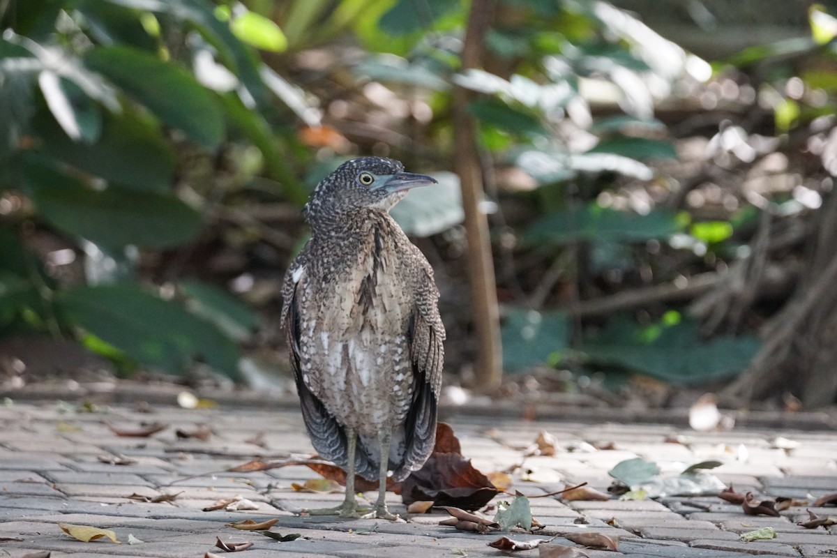 Malayan Night Heron - ML643220248