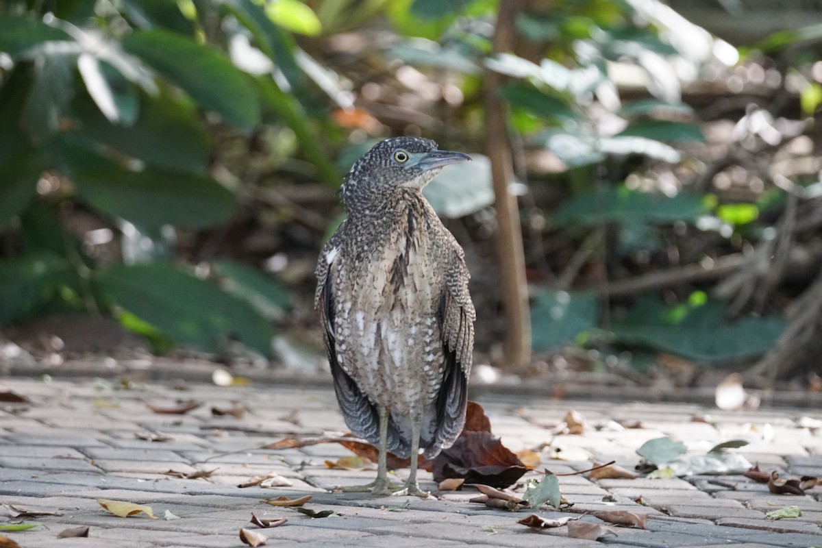 Malayan Night Heron - ML643220249
