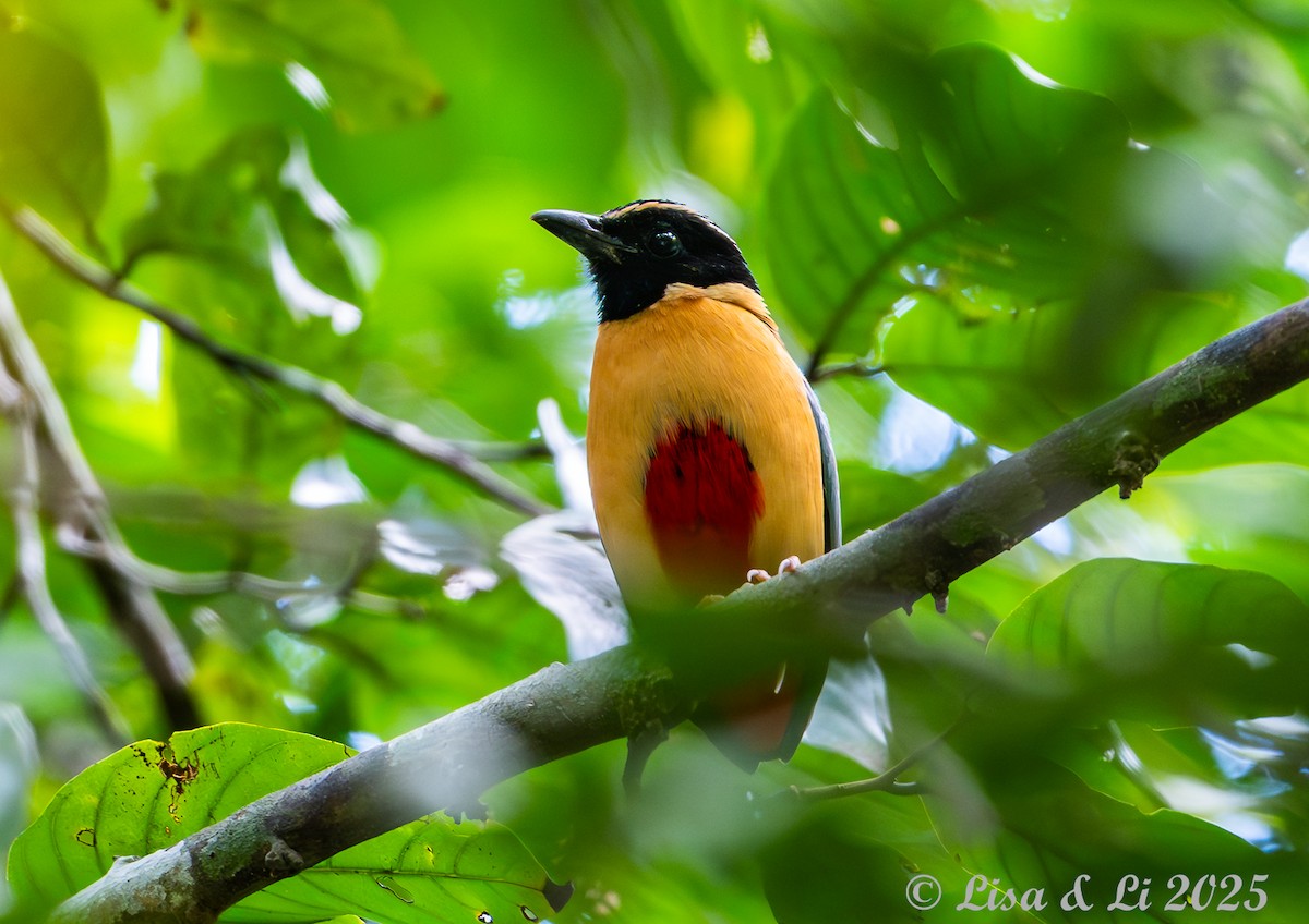 Elegant Pitta - ML643220257