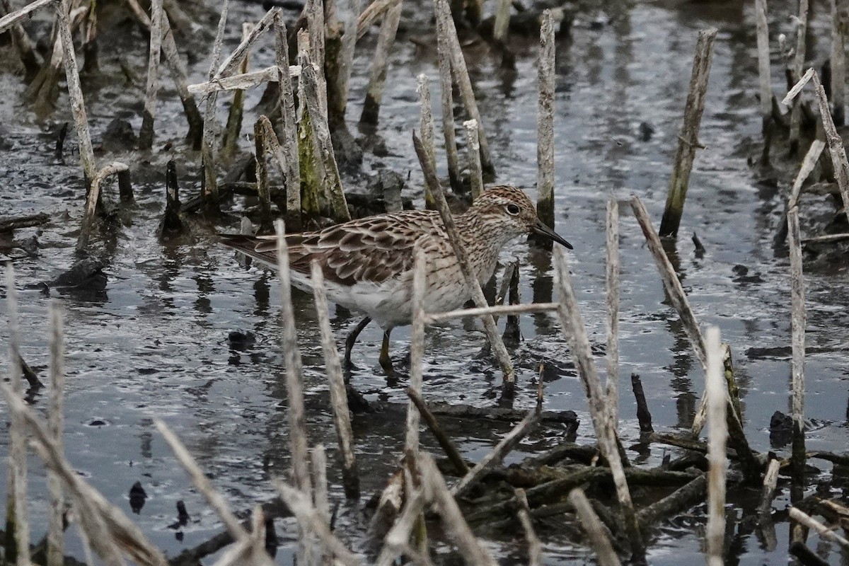 Sharp-tailed Sandpiper - ML643220268